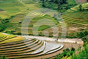 Hills of rice terraced fields photo