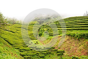 Hills with rows of green tea bushes and various trees under thick white fog