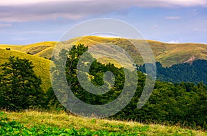 Hills of Svydovets ridge behind the beech forest