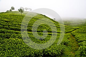 Hills with tea plants, Sri Lanka, Nuwara Eliya