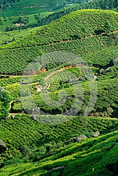 Hills and tee plantations in Kerala