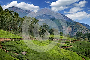 Hills and tee plantations in Kerala