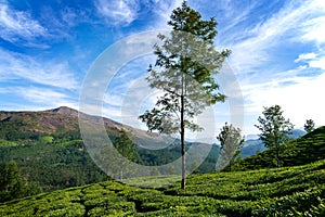 Hills and tee plantations in Kerala