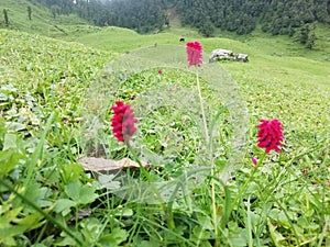 Hills of uttarakhand garhwal green