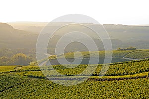Hills of vines, Chablis wine, near Auxerre Burgundy, France