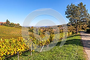 Hills and vineyads of Piedmont.