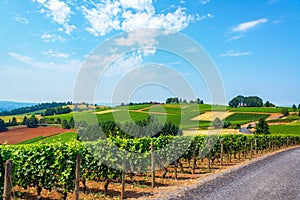 Hills of Vineyards