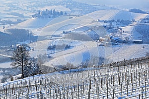Hills and vineyards of Piedmont covered with snow.