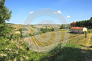 Hills and vineyards of Piedmont, northern Italy.
