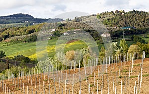 Hills with vineyards in Tuscany, Italy