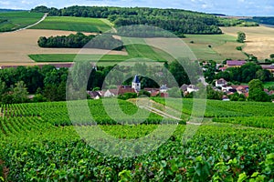 Hills with vineyards in Urville, champagne in Cote des Bar, Aube, south of Champange, France