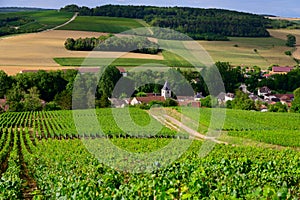 Hills with vineyards in Urville, champagne in Cote des Bar, Aube, south of Champange, France