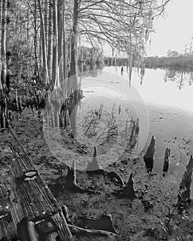 Hillsborough River from Riverhills parkÃ¢âÂª cypress knees shore line bw