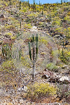 Hillside with cardon cactus and xeric shrubs in landscape of scrublands