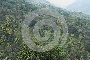 hillside with coconut plantation