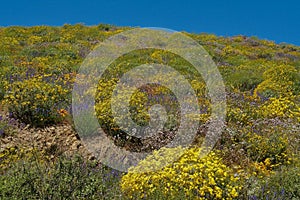 Hillside Covered in Wildflowers