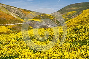 Hillside daisies and fiddleneck wildflowers  with the road in the background at Carrizo Plain National Monument in California