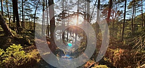 HillSide in the EarlySpring Sun!