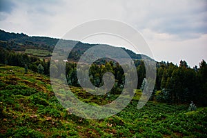 Hillside farming on the volcanic rock near Volcanoes National Park Rwanda