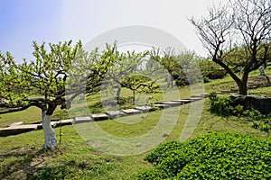 Hillside flagstone path in spring orchard at sunny noon