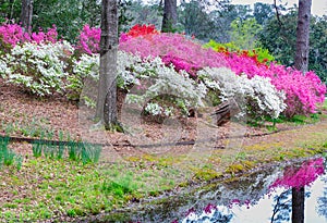 Hillside of Flowering Azalea Plant Garden in Georgia