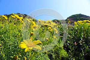 Hillside full of yellow daisy flowers and lush green leaves