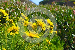 Hillside full of yellow daisy flowers and lush green leaves