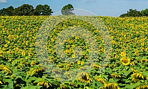 Hillside of Giant Sunflowers