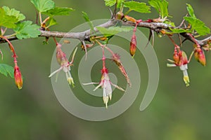 Hillside Gooseberry Ribes californicum, California photo