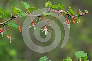 Hillside Gooseberry Ribes californicum, California photo