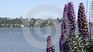 Hillside landscape seen from Sausalito, California