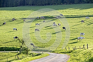 hillside meadow with black and white spotted cows and shadows in sauerland