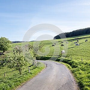 hillside meadow with black and white spotted cows and shadows in sauerland