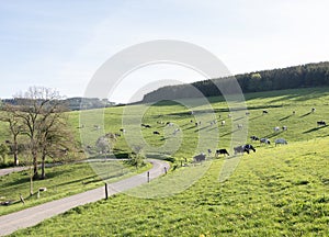 hillside meadow with black and white spotted cows and shadows in sauerland