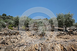 The hillside with olive trees photo