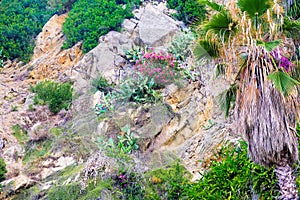 Hillside overgrown with flowers and cacti in Lloret de Mar, Costa Brava