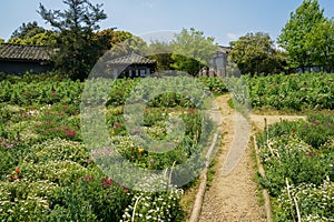 Hillside path in flowers before Chinese traditional houses at sunny spring noon