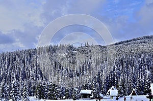 Hillside with Pine Forest in the Wintertime.