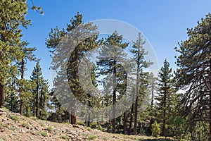 Hillside Pine Trees