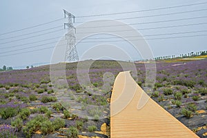 Hillside planked path in lavender field