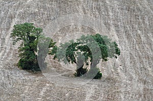 Hillside Reaped Panorama with two oak and Olive Trees