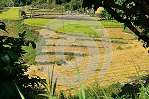 Hillside rice terraces in Nepal