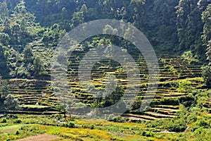 Hillside rice terraces in Nepal