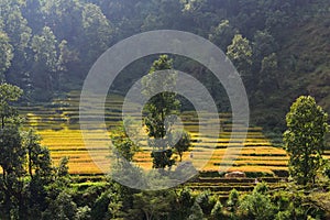 Hillside rice terraces in Nepal