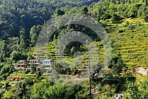 Hillside rice terraces in a village, Nepal