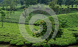 Hillside Tea Garden. Mountain Terrace Cultivation. Assam India