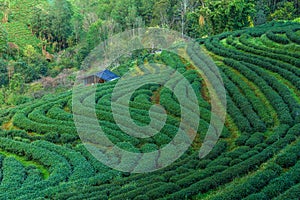 Hillside Tea in Thailand