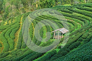 Hillside Tea in Thailand Followed by the mountains