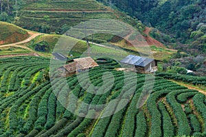 Hillside Tea in Thailand on morning