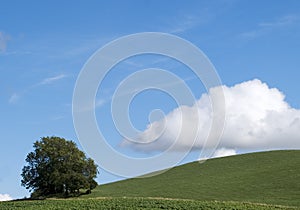 Hillside Tree photo